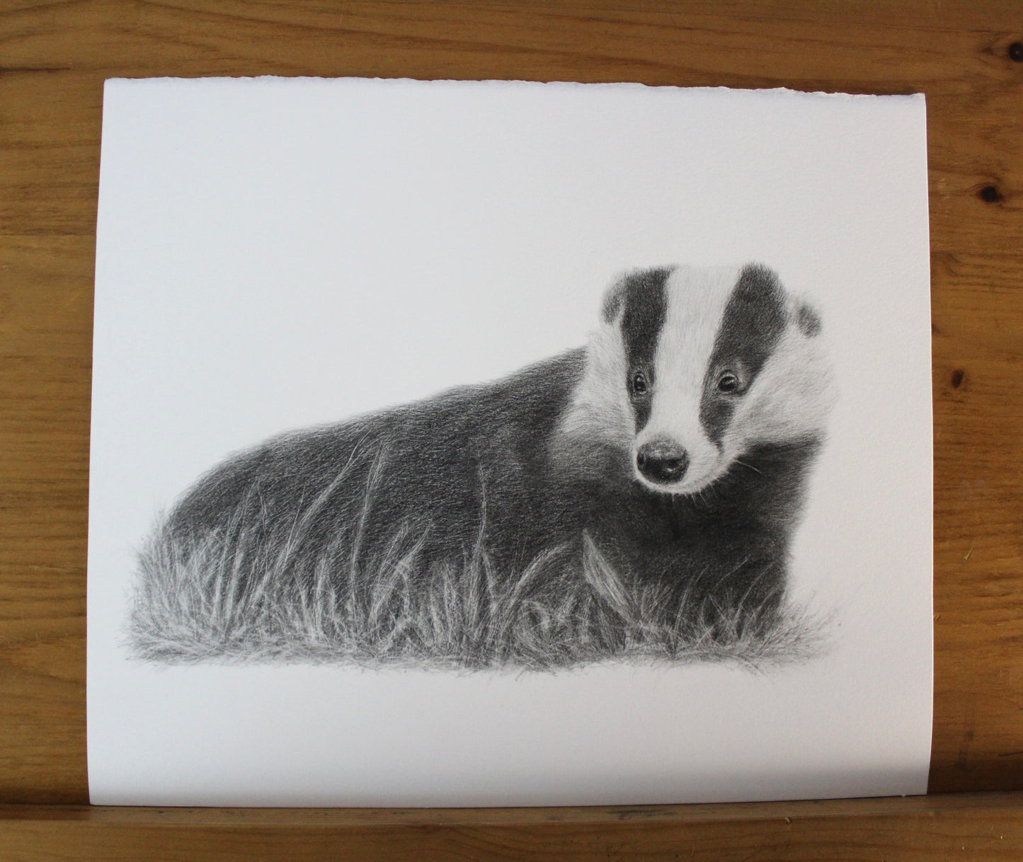 Bella Badger Drawing Original Graphite Pencil Artwork