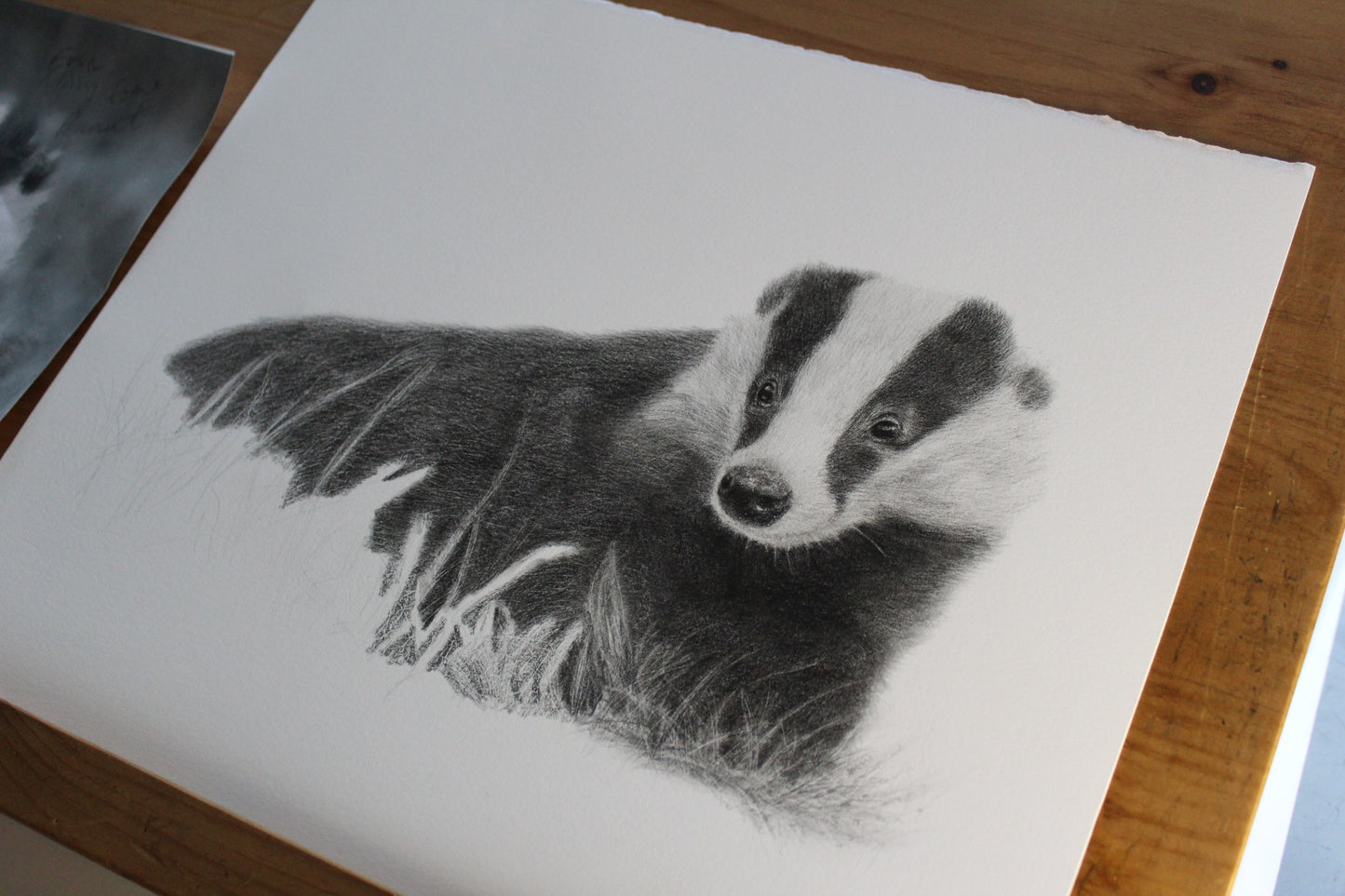 Bella Badger Drawing Original Graphite Pencil Artwork