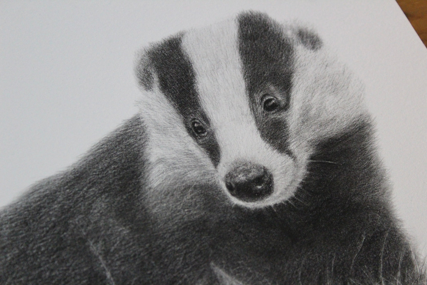 Bella Badger Drawing Original Graphite Pencil Artwork
