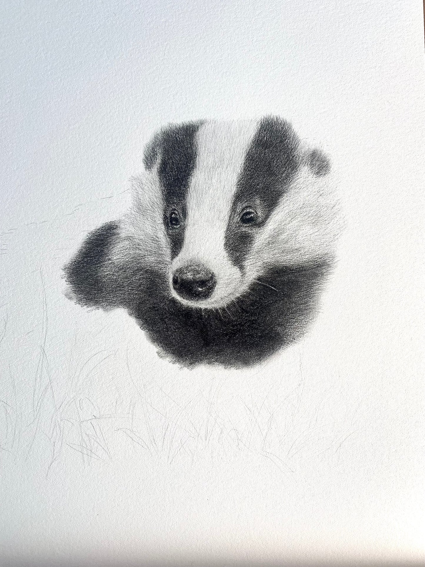 Bella Badger Drawing Original Graphite Pencil Artwork