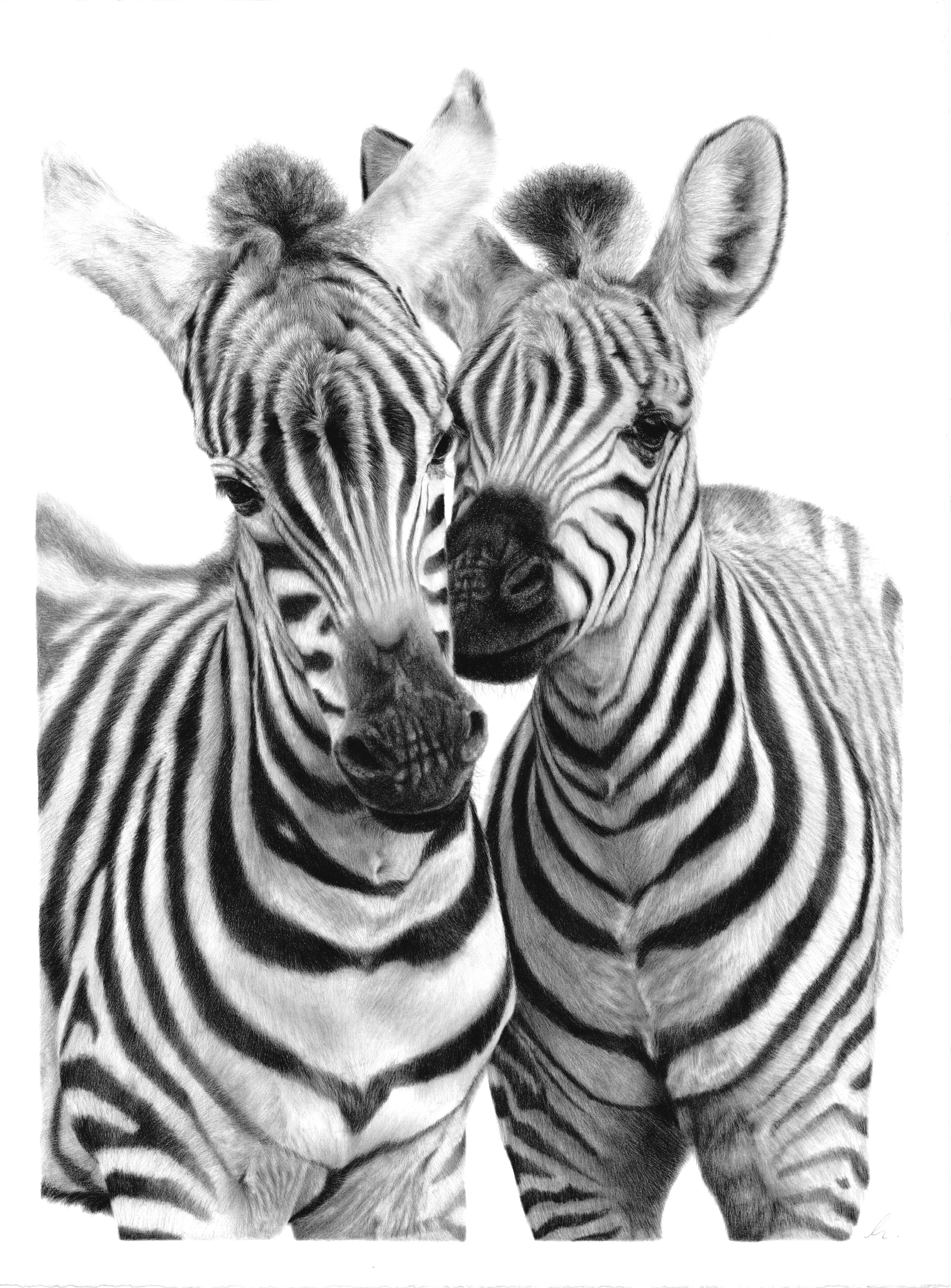 New Hand Drawn Zebra Foal Prints