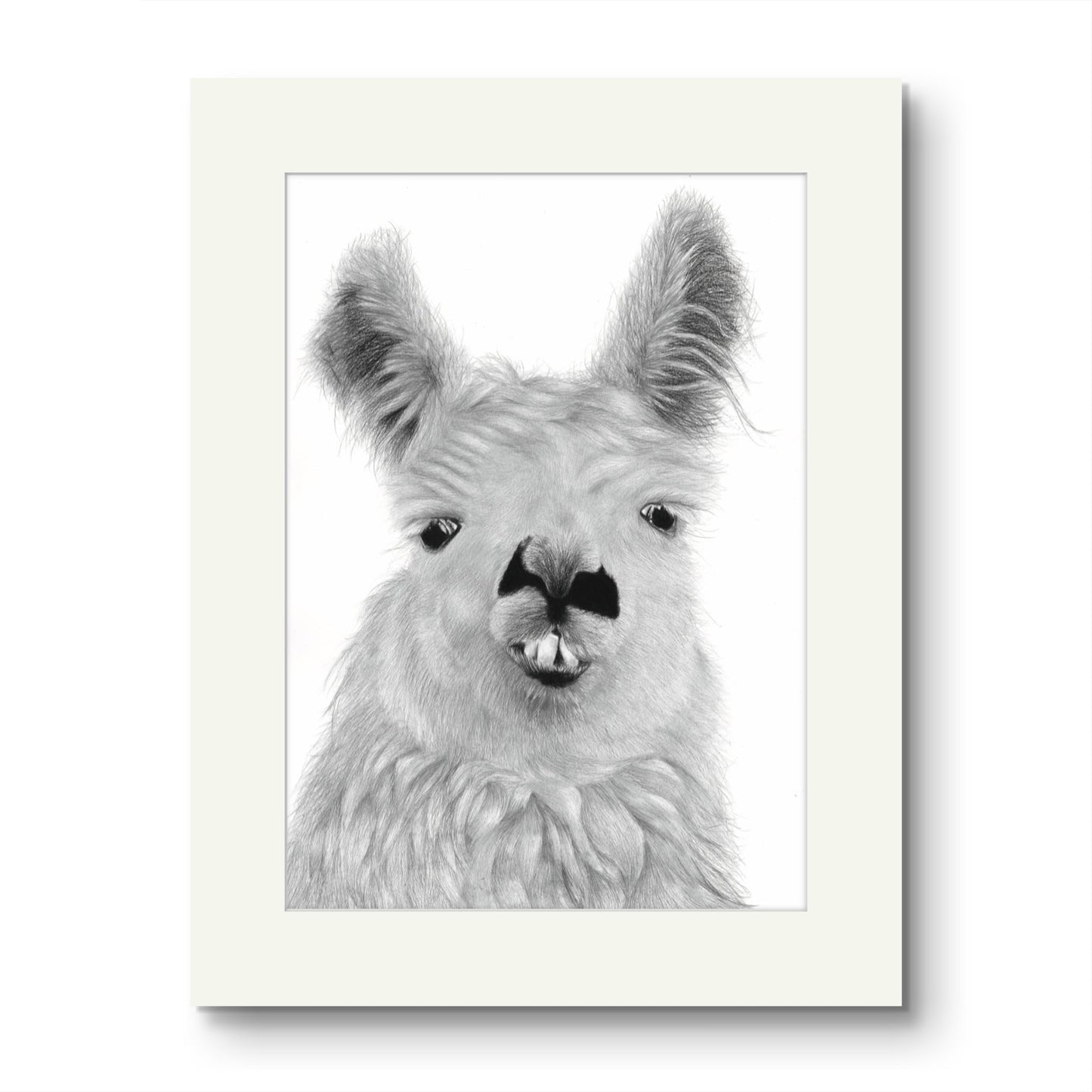 Llama Mounted Print