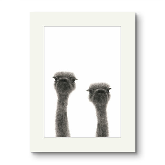 Ollie and Olive Ostrich Mounted Print