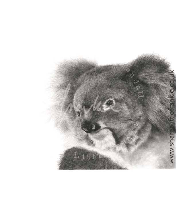 Anxiety Koala' for Dorset Mind image 0