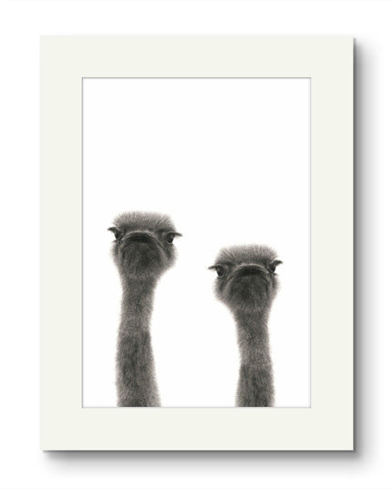Ollie and Olive Ostrich Mounted Print image 0