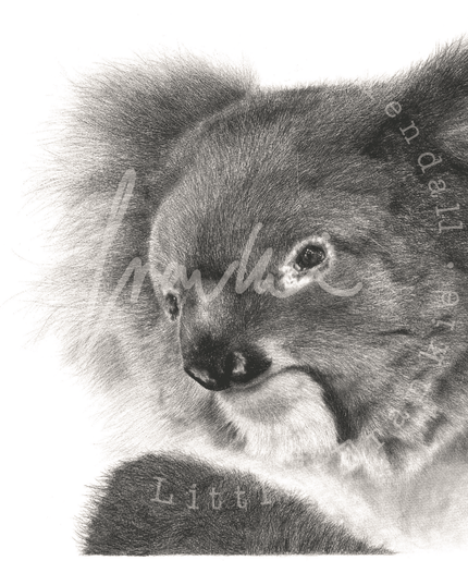 Anxiety Koala' for Dorset Mind image 1