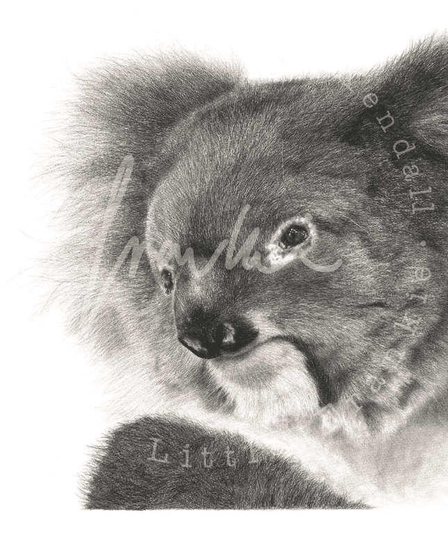 Anxiety Koala' for Dorset Mind image 1