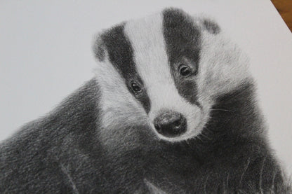 Bella Badger Drawing Original Graphite Pencil Artwork