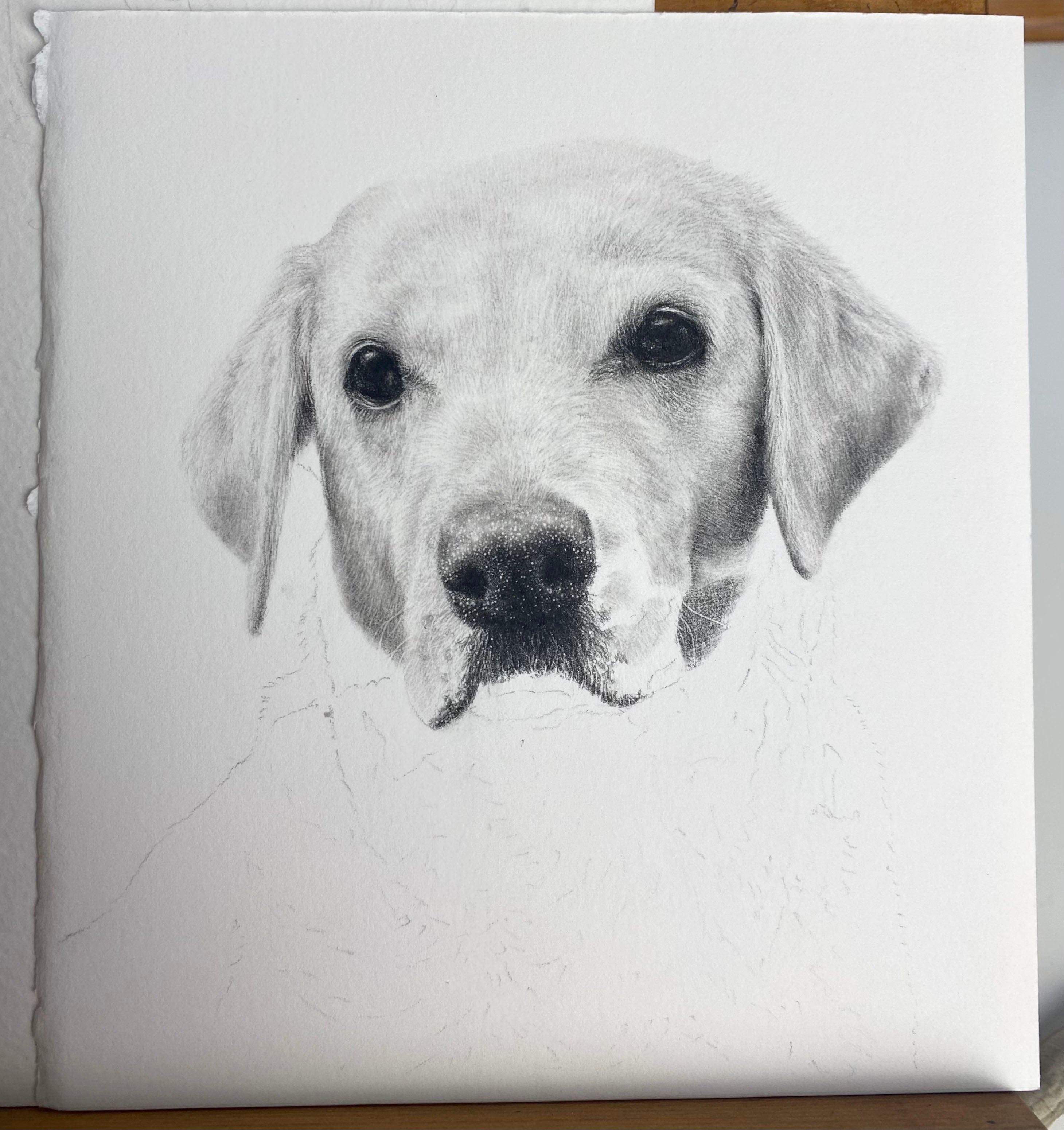 dog pet portrait graphite part finished 