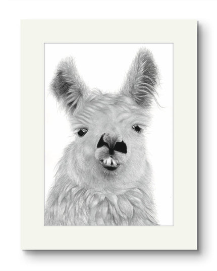 Llama Mounted Print image 0